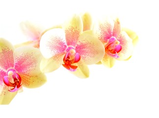 Fototapeta na wymiar Orchidee vor weißem Hintergrund