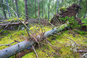 Uprooted spruce tree in forest