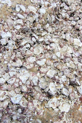 Fossil shells on the rock