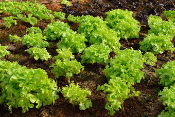Vegetables salad growing out of the earth in the garden
