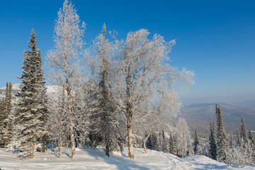 Beautiful winter landscape.