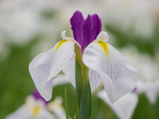 ハナショウブ・染谷花菖蒲園