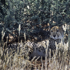 ghepardo - cheetah (Acinonyx jubatus) del deserto del Kalahari
