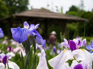 ハナショウブ・染谷花菖蒲園