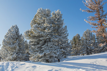 Beautiful winter landscape.