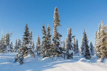 Beautiful winter landscape.
