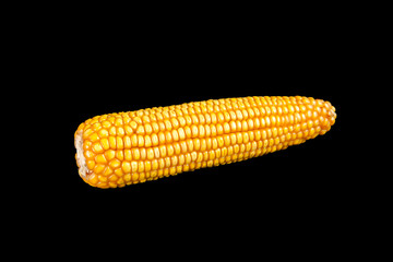 Isolated corn cob on black background