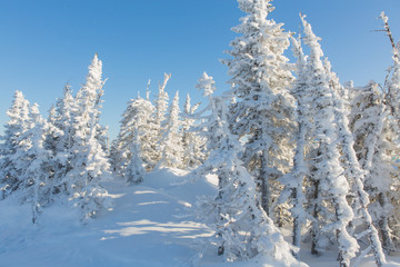 Beautiful winter landscape.