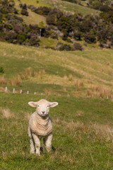 Obraz premium baby lamb standing on pasture
