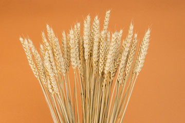 A bunch of wheat ears isolated on light brown background.
