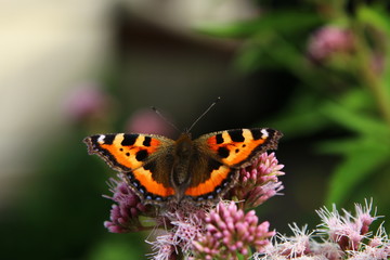 Schmetterling Edelfalter auf der Blume 
