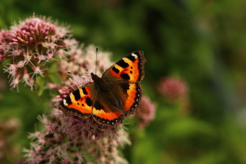Fototapeta na wymiar Schmetterling Edelfalter auf der Blume