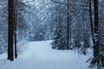 winter forest with snow