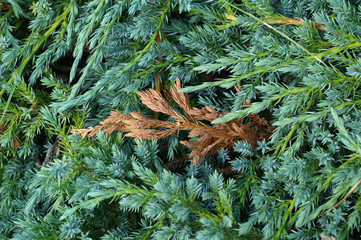 Frost damage on the juniperus - obrazy, fototapety, plakaty