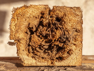 Holzschaden durch Sch&auml;dlingsbefall