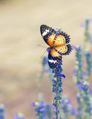 Obraz premium Beautiful butterfly on a flower in a flower garden.