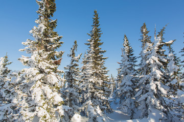 Beautiful winter landscape.