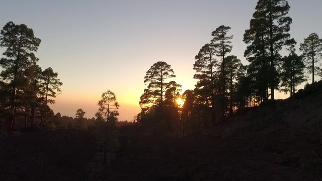 Nice sunset through the trees