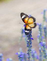 Fototapeta premium Beautiful butterfly on a flower in a flower garden.