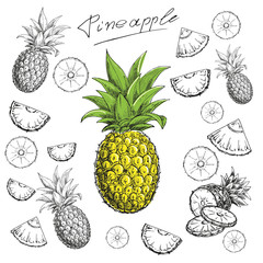 hand drawn sketch illustration a pineapple