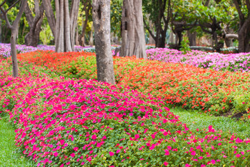 Garden with flowers with beautiful colors.