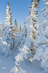 Beautiful winter landscape.