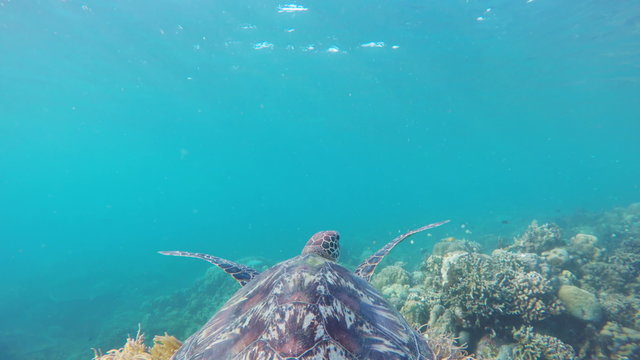 Sea turtle swimming by coral reef.Diving and snorkeling in the tropical sea.Travel concept,Adventure concept.4K video,ultra HD.