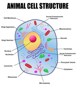 Animal Cell Diagram Images – Browse 32,918 Stock Photos, Vectors, and Video  | Adobe Stock