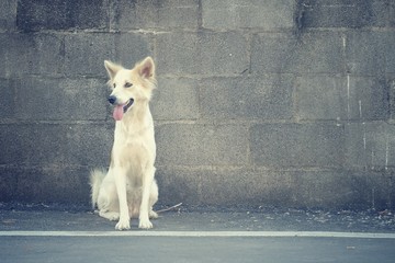 Dog and brick wall background, vintage tone