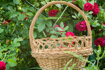 Fototapeta na wymiar Basket and Red Roses