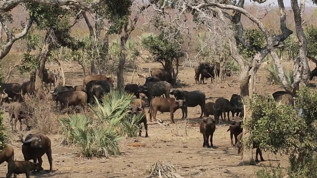 Herd of African buffaloes (Syncerus caffer) in natural habitat, Kruger National Park, South Africa