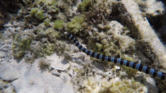 Banded Sea Snake on coral reef.tropical underwater world.Diving and snorkeling in the tropical sea.Travel concept,Adventure concept.4K video,ultra HD.