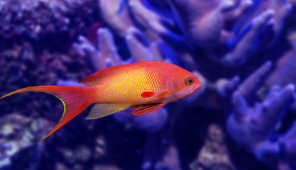 Naklejka premium coral fish - Pseudanthias squamipinnis