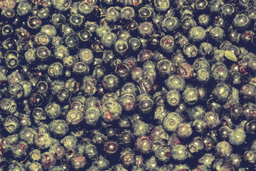 Fresh Blueberries Macro Retro