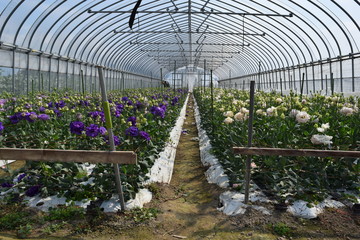 農業用ビニールハウスの中／山形県の庄内地方で、農業用ビニールハウスの中（花）を撮影した写真です。