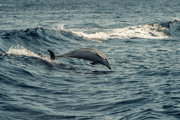 Dolphins while jumping in the deep blue sea