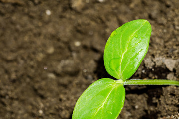 Green Plants Seedling