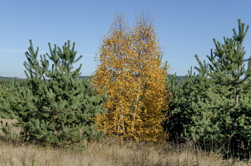 Fototapeta premium Color antumnal trees in the Plana toward Rila mountain, Bulgaria