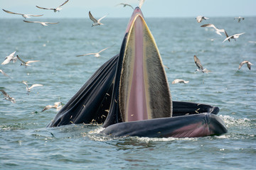 Naklejka premium Whale mother and son are hunting anchovy in Bangtaboon bay, Thailand. While seagulls flying around for robbing them to eat fish Kratak. Tourists come to enjoy for watching whales