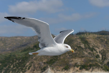 European Herring Gull, Larus argentatus