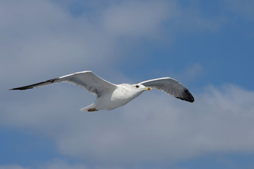 European Herring Gull, Larus argentatus
