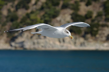 European Herring Gull, Larus argentatus