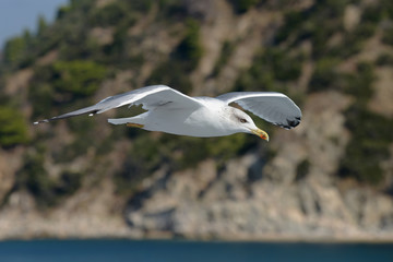 European Herring Gull, Larus argentatus