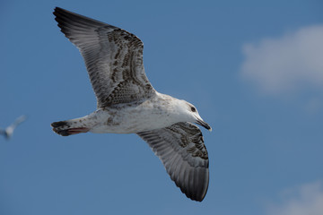 European Herring Gull, Larus argentatus
