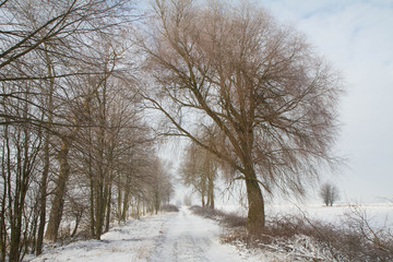 Winter landscape 
