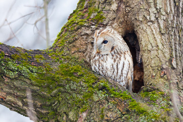 Tawny Owl (Strix aluco)