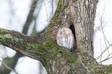 Tawny Owl (Strix aluco)