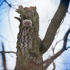 Obraz premium Tawny Owl (Strix aluco)
