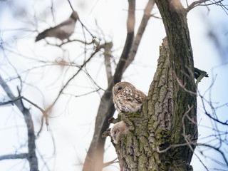 Tawny Owl (Strix aluco)