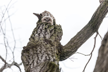 Tawny Owl (Strix aluco)